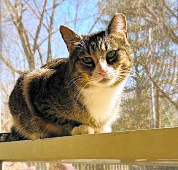 Photo of Fern