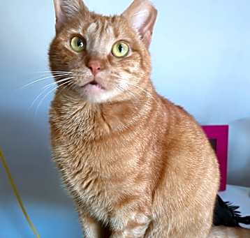 Photo of Peaches