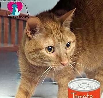 Photo of Tomato Soup