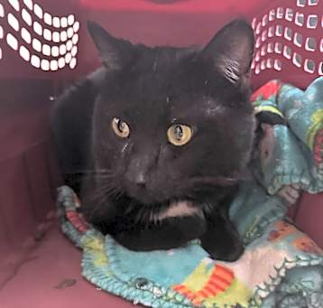 Photo of Onyx