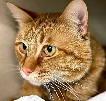 Photo of Rascal