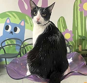 Photo of Miri