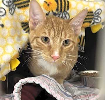 Photo of Mango