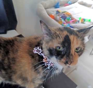 Photo of Callie
