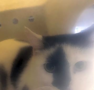 Photo of MOMMA KITTY