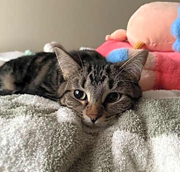 Photo of Tigger