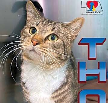 Photo of Thor
