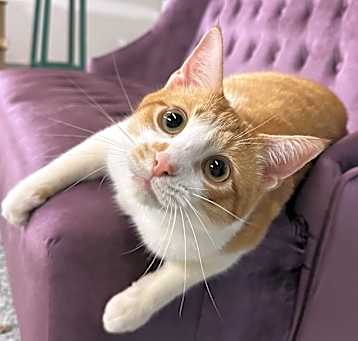 Photo of Remus