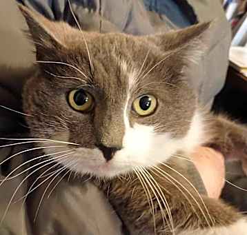 Photo of Sweet Bonnie needs her forever