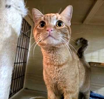 Photo of Dougal