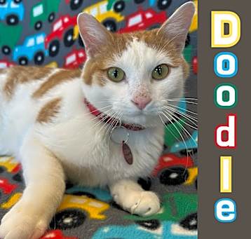 Photo of Doodle