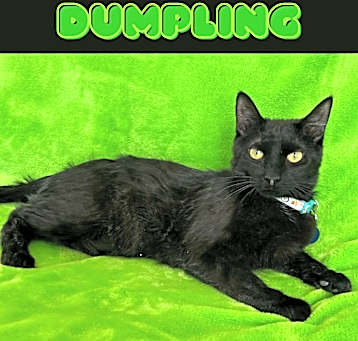 Photo of Dumpling
