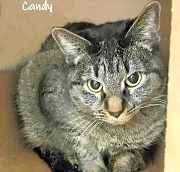 Photo of Candy