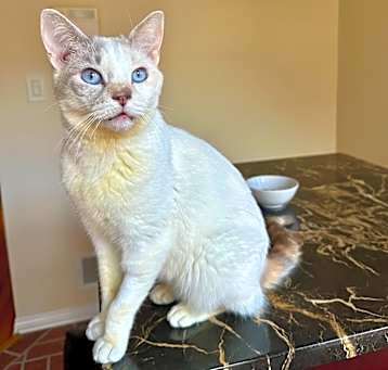 Photo of Tofu