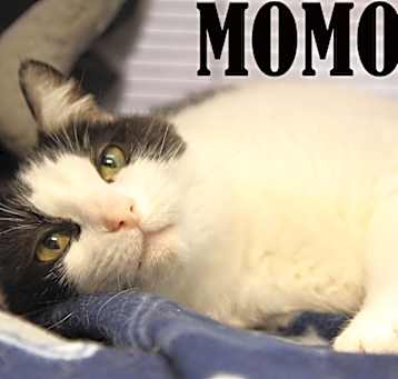 Photo of MoMo