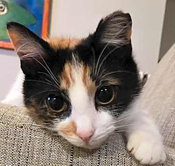 Photo of Callie