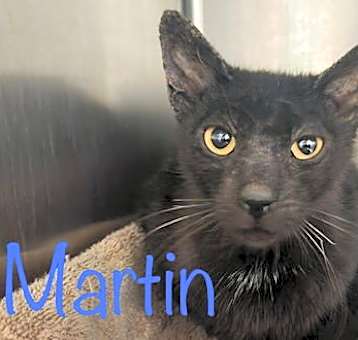 Photo of Martin