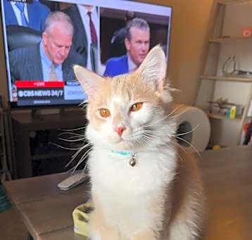 Photo of Ham