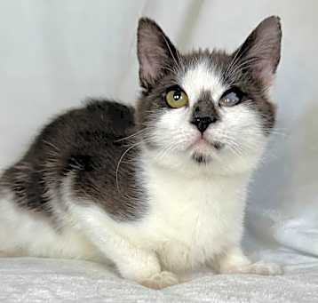 Photo of Peppermint