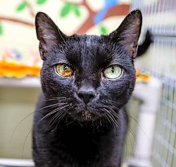Photo of Smudge