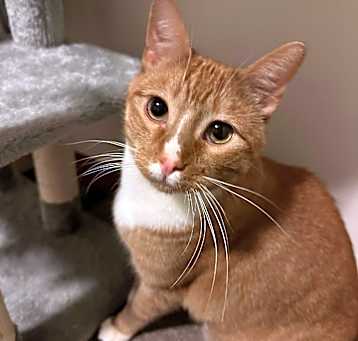 Photo of Whitskie