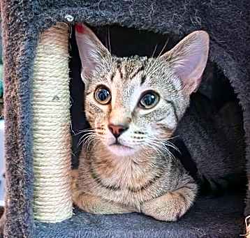 Photo of Jett