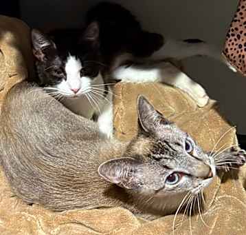 Photo of Avery & EJ (Bonded Pair)