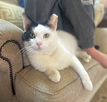 Photo of Max (FCID# 08/05/24-520) DC