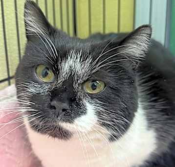Photo of Pebbles