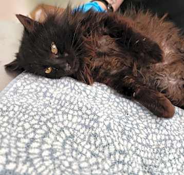 Photo of Niko