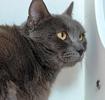 Photo of Zinnia