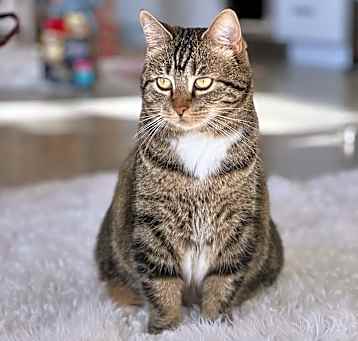 Photo of Kitty, Queen of Sass