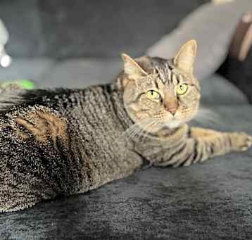 Photo of Stella