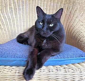 Photo of Puss Cat