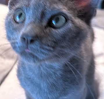 Photo of Bender