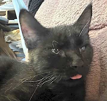Photo of Astro