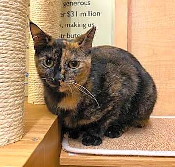 Photo of Hazelnut