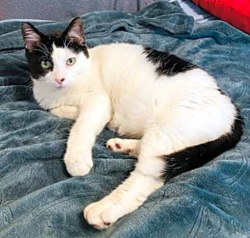 Photo of Patches