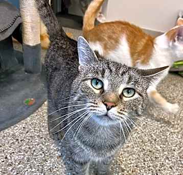 Photo of Bartleby