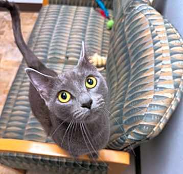 Photo of Mew