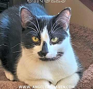 Photo of Jingles