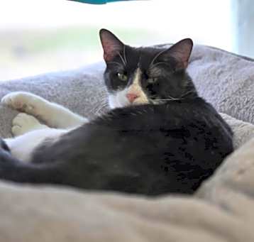 Photo of Whiskey