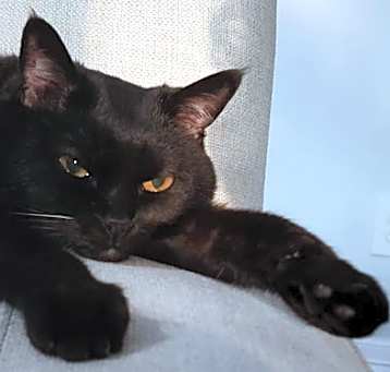 Photo of Jax