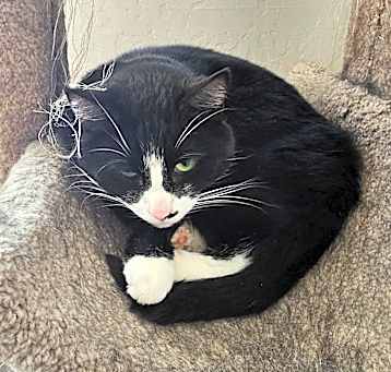 Photo of Kit