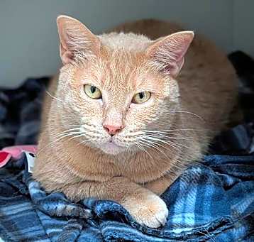 Photo of POKEY