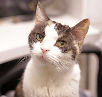 Photo of Kit Kat