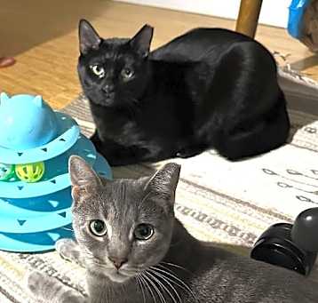 Photo of Cosmo and Luna