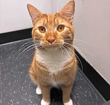 Photo of Garfield
