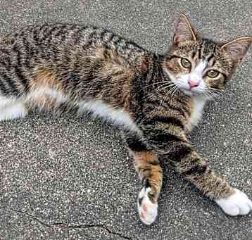 Photo of Chatty