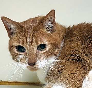 Photo of WALNUT